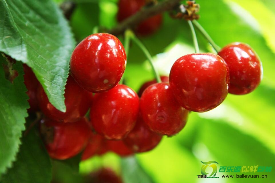 孕婦能吃櫻桃嗎？