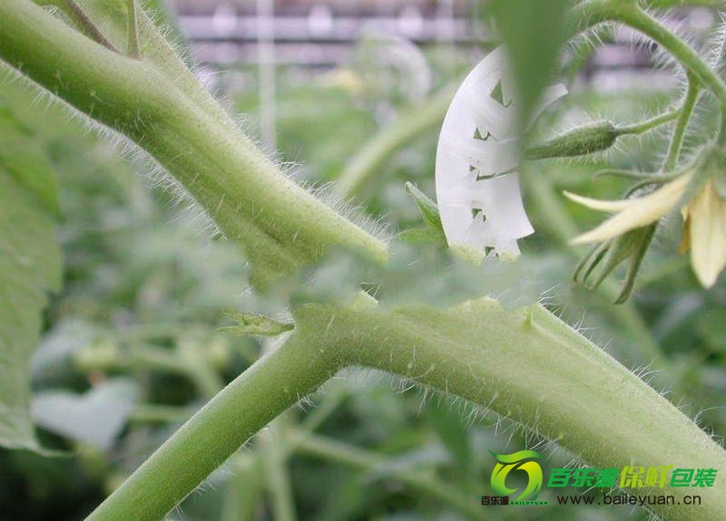 番茄裂莖是咋回事？