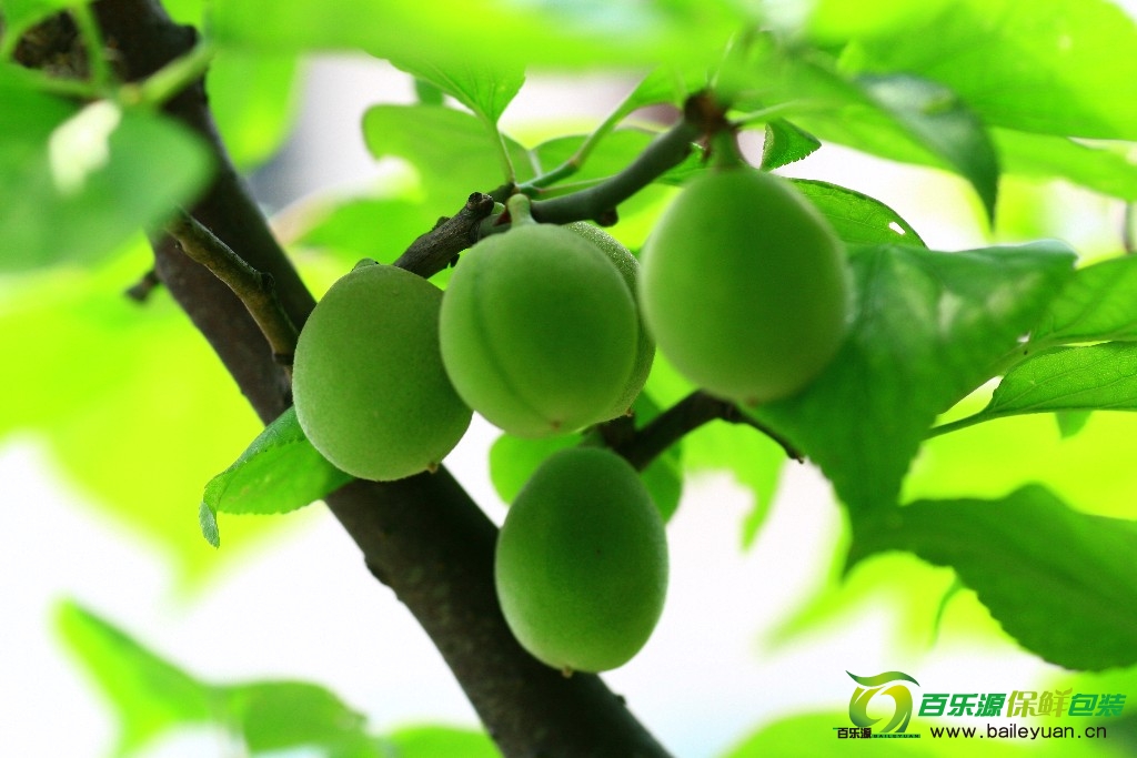 青梅是梅子青的時(shí)候嗎？