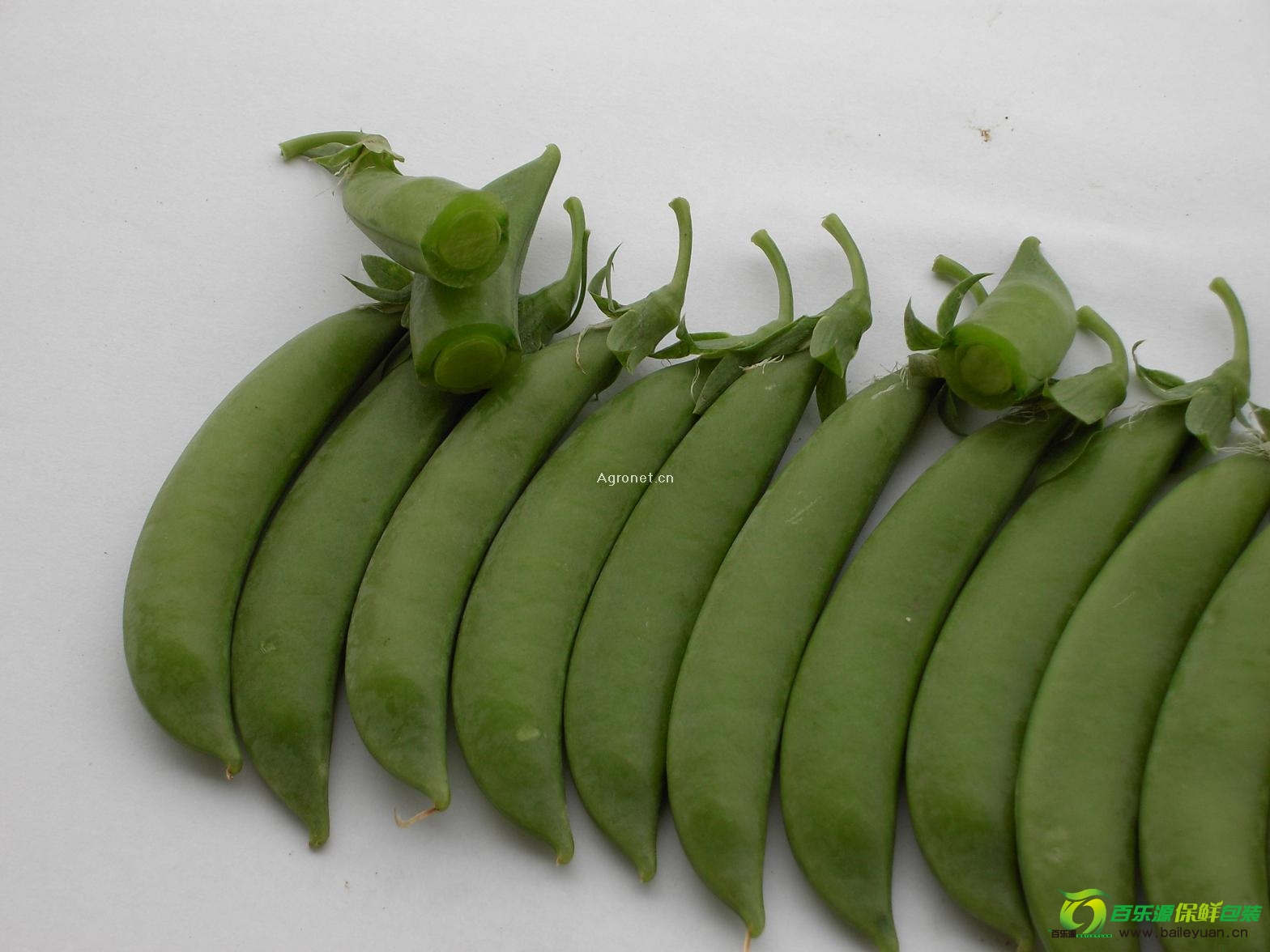 高血壓能吃甜豆嗎？