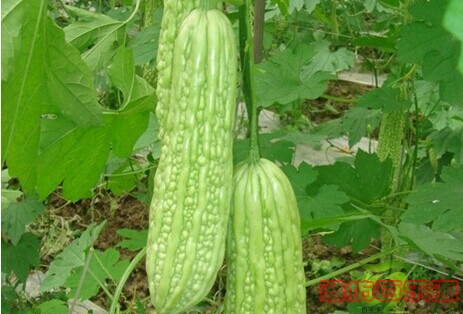 苦瓜專用物理活性保鮮袋